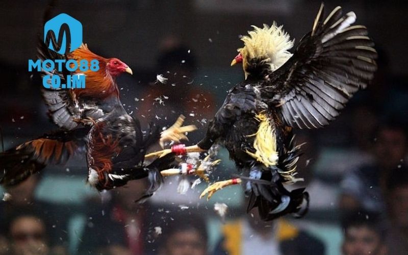 Mẹo tránh đòn hiểm của gà đối thủ: Phản xạ nhanh, thông minh 2 mẹo tránh đòn hiểm của gà đối thủ